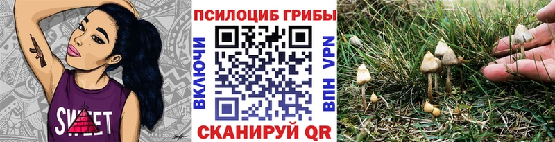Галлюциногенные грибы Psilocybe Северобайкальск